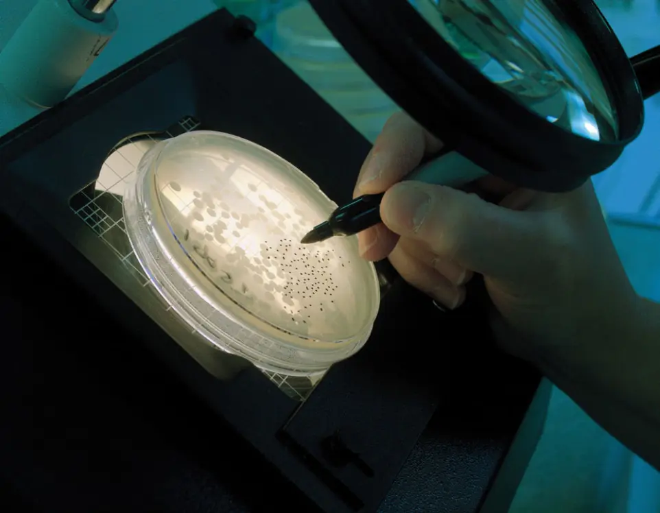 Research, Development, and Innovation: Pioneering sustainable biotech solutions for a better future. Scientist examining bacterial cultures in a petri dish, representing InnuScience's R&D commitment to sustainable biotechnology.